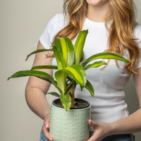 Happy Plant
