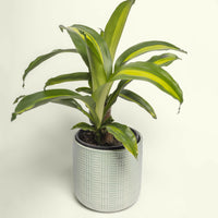 Happy Plant