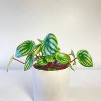 Pepperomia Melon Peru