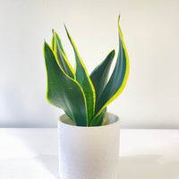 Small Snake Plant 120mm.