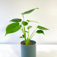 Monstera Delicosa