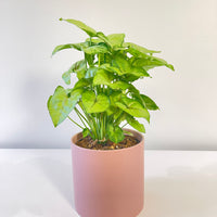 Syngonium Sunshine Speckle 120mm