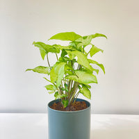 Syngonium Sunshine Speckle 120mm