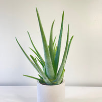 Aloe Vera Plant 130mm