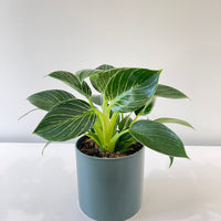 Philodendron Birkin