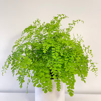 Maiden Hair Fern.