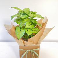 Syngonium Sunshine Speckle 120mm
