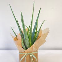 Aloe Vera Plant 130mm