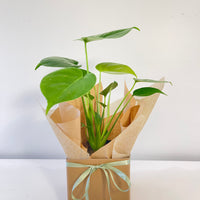 Monstera Delicosa
