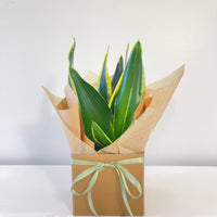 Small Snake Plant 120mm.