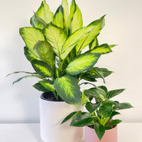 Dieffenbachia Dumb Cane 200mm