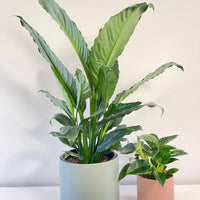 Blue Moon Peace Lily