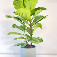 Fiddle Leaf Fig.