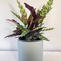 Calathea Lancifolia Rattlesnake Plant
