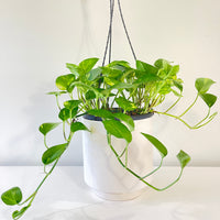 Golden Pothos Devil’s Ivy (Hanging Basket)