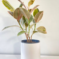 Ruby Ficus Elastica Rubber Plant 200mm.