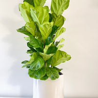 Fiddle Leaf Fig.