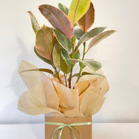 Ruby Ficus Elastica Rubber Plant 200mm.