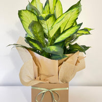 Dieffenbachia Dumb Cane 200mm