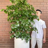 Radermachera Sinica China Doll Plant