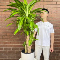 Happy Plant