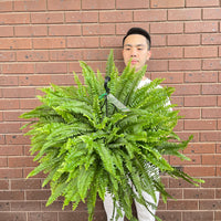 Boston Fern Nephrolepis Exaltata.