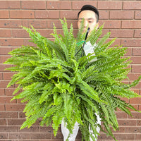 Boston Fern Nephrolepis Exaltata.