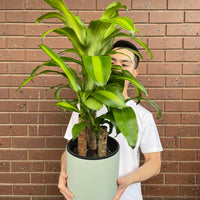 Happy Plant