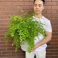 Maiden Hair Fern.