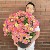 Potted Sublime Pink Daisy