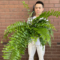 Macho Fern (Hanging Basket)