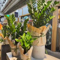 Zanzibar Gem (Zz Plant)