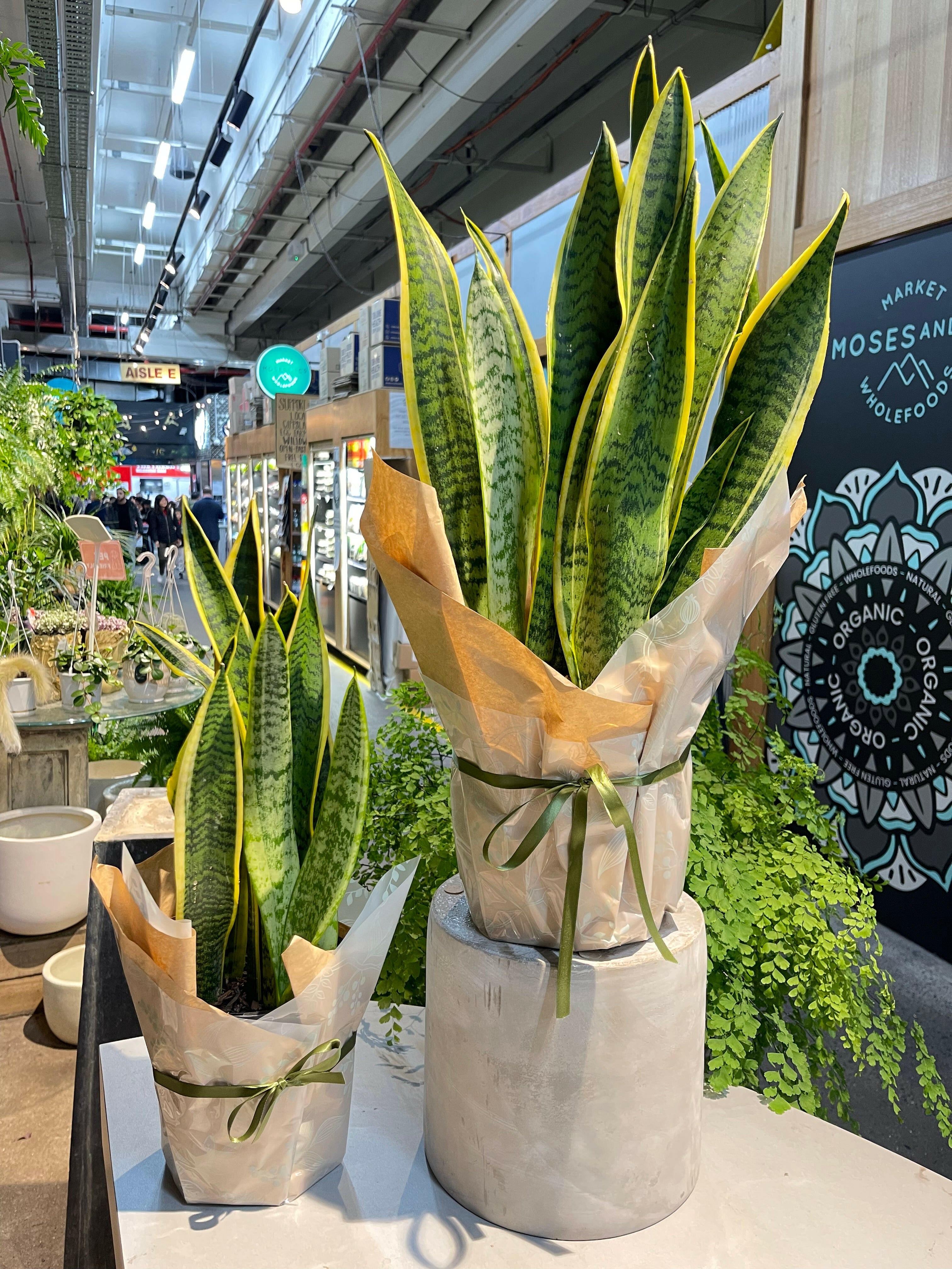 snake plant lidl Sansevieria Snake Plant - Mother-in-Law's Tongue