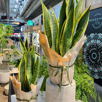 Sansevieria Snake Plant.