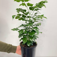 Radermachera Sinica China Doll Plant