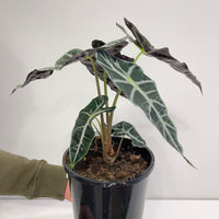 Alocasia African Mask (Amazonica) 170mm