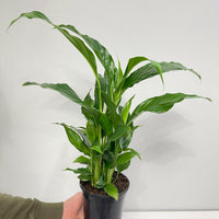 Spathiphyllum Peace Lily