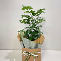 Radermachera Sinica China Doll Plant