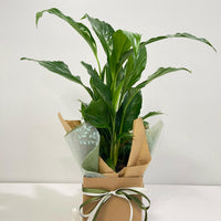 Spathiphyllum Peace Lily