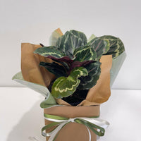 Calathea Roseopicta