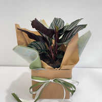 Calathea Ornata ‘Pinstripe’ 130mm