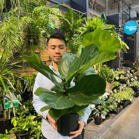 Fiddle Leaf Fig.