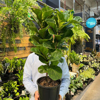 Bambino Fiddle Leaf Fig.