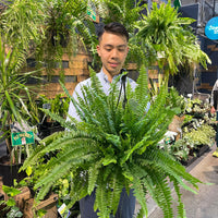 Boston Fern Nephrolepis Exaltata.