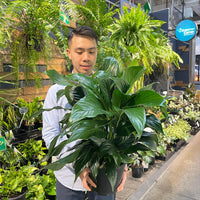 Spathiphyllum Peace Lily Sweet Romano.