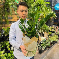 Zanzibar Gem (Zz Plant)