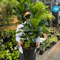 Bambino Fiddle Leaf Fig.