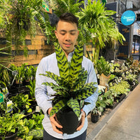Calathea Lancifolia Rattlesnake Plant