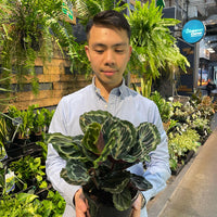 Calathea Roseopicta