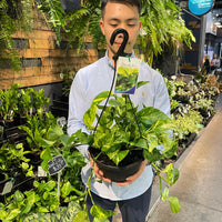 Golden Pothos Devil’s Ivy (Hanging Basket)